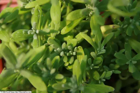 Hibrid levendula / Lavandula × intermedia 'Edelweiss'