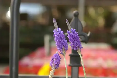 Hibrid levendula / Lavandula × intermedia 'Grosso'