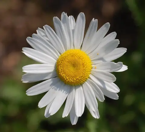 Margaréta / Leucanthemum 'Luna'