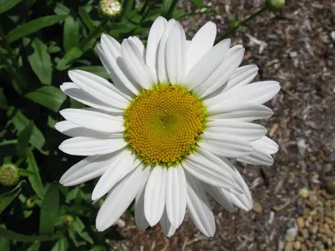 Hegyi margaréta / Leucanthemum × superbum 'Becky'
