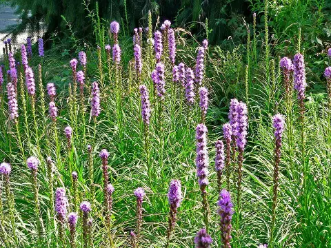 Füzéres díszcsorba / Liatris spicata 'Floristan Weiss'