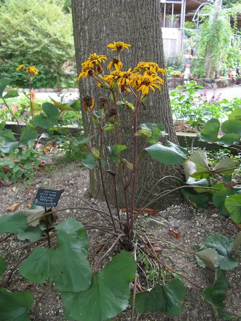 Kínai hamuvirág / Ligularia dentata 'Britt-Marie Crawford'