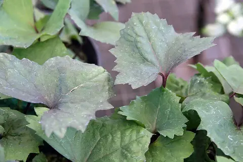 Karcsú hamuvirág / Ligularia stenocephala 'Little Rocket'