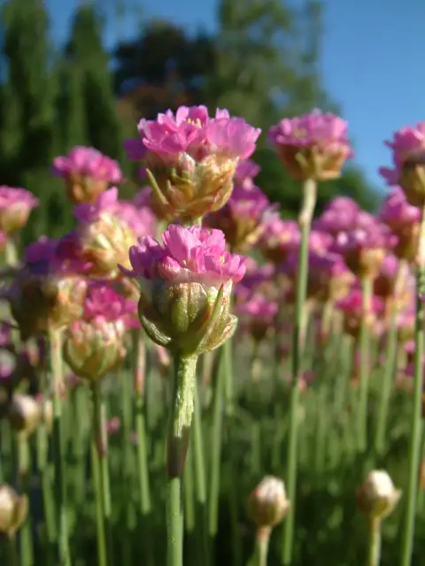 Tengerparti pázsitszegfű / Armeria maritima 'Armada Pink'