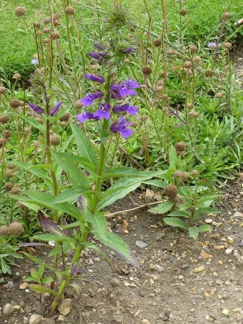 Pompás lobélia / Lobelia × speciosa STARSHIP 'Blue'