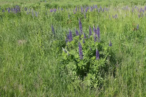 Erdei csillagfürt / Lupinus polyphyllus WESTCOUNTRY 'Masterpiece'