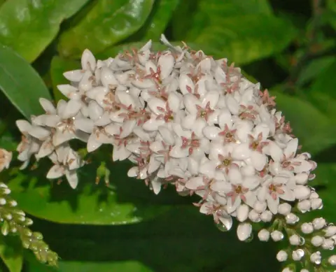 Kelet-ázsiai lizinka / Lysimachia clethroides