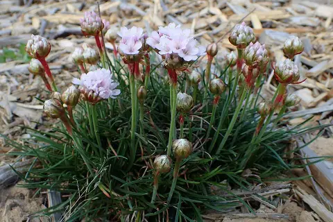 Tengerparti pázsitszegfű / Armeria maritima 'Armada Rose'