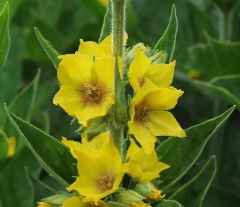 Pettyegetett lizinka / Lysimachia punctata