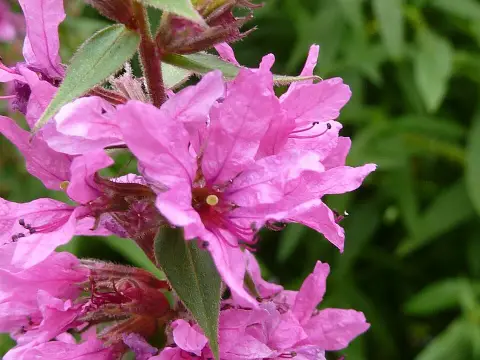 Réti füzény / Lythrum salicaria 'Feuerkerze'