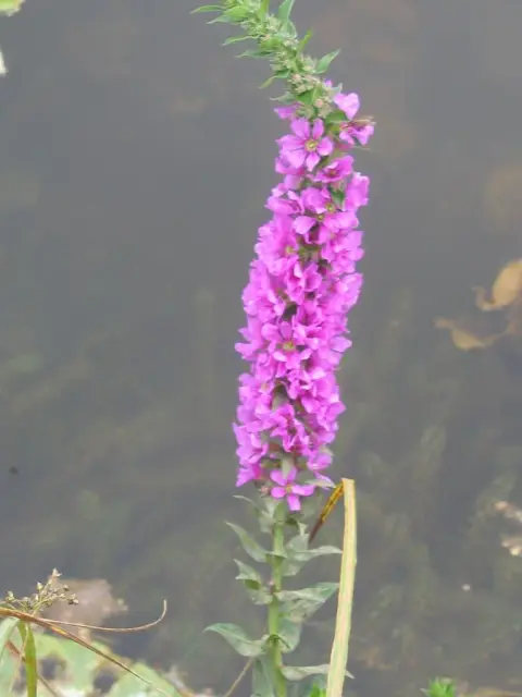 Réti füzény / Lythrum salicaria 'JS Pink Tails'