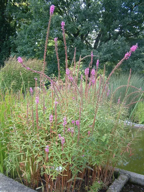 Vesszős füzény / Lythrum virgatum 'Dropmore Scarlet'