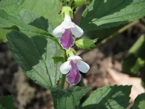 Déli méhfű / Melittis melissophyllum 'Royal Velvet Distinction'