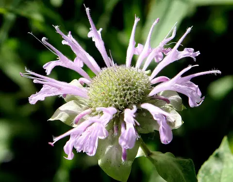 Csöves méhbalzsam / Monarda fistulosa 'Gardenview Scarlet'