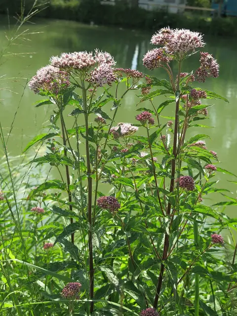 Sédkender / Neomirandea angularis (syn. Eupatorium fistulosum) 'Ivory Towers'