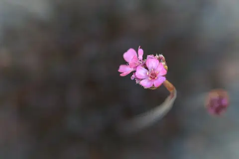 Tengerparti pázsitszegfű / Armeria maritima 'Vesuv'