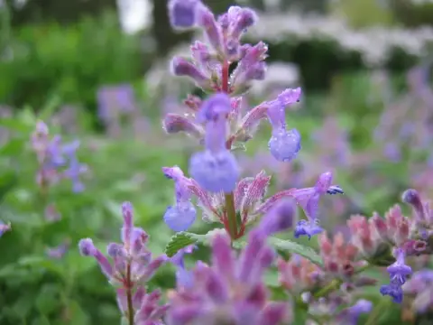 Macskamenta / Nepeta 'Magical Mr. Blue Sky'