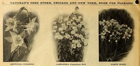 Macskamenta / Nepeta × hybrida 'Blue Planet'