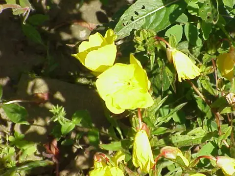 Cserjés ligetszépe / Oenothera fruticosa 'Michelle Ploeger'