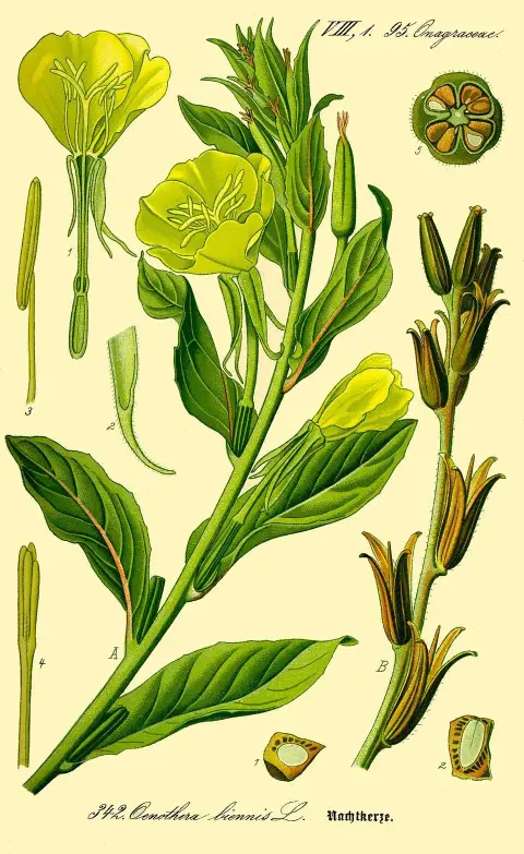 Ligetszépe / Oenothera (syn. Calylophus) serrulata