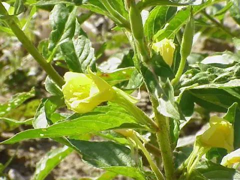 Négyszögletes ligetszépe / Oenothera tetragona 'Hohes Licht'