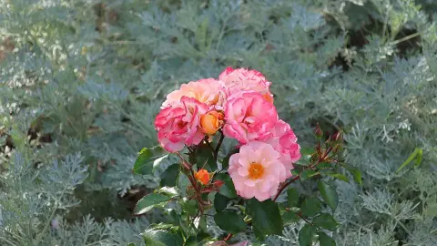 Óriás üröm / Artemisia arborescens 'Powis Castle'