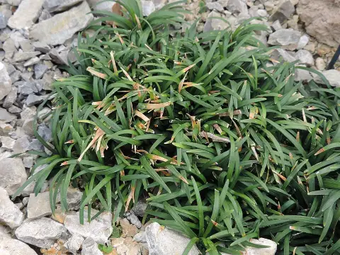 Japán kígyószakáll / Ophiopogon japonicus 'Minor'