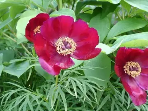 Bazsarózsa / Paeonia × hybrida (Itoh-csoport) 'Hillary'