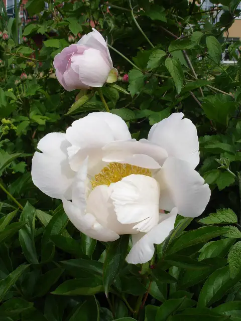 Illatos bazsarózsa / Paeonia lactiflora 'Nymphe'
