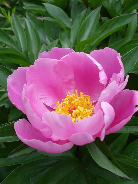 Illatos bazsarózsa / Paeonia lactiflora 'Pietertje Vriend Wagenaar'