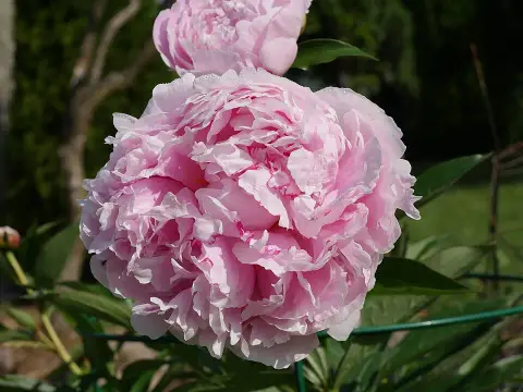 Illatos bazsarózsa / Paeonia lactiflora 'Red Sarah Bernhardt'