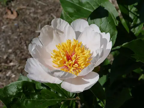 Illatos bazsarózsa / Paeonia lactiflora 'White Cap'