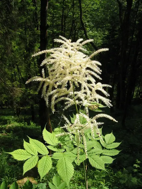 Tündérfürt / Aruncus 'Chantilly Lace'