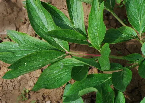 Kerti bazsarózsa / Paeonia officinalis