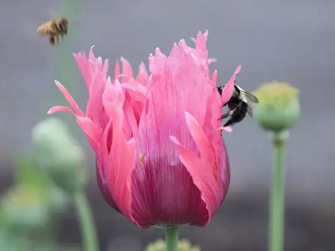 Keleti pipacs / Papaver orientale 'Princess Victoria Louise'