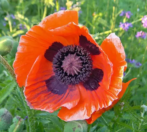 Keleti pipacs / Papaver orientale 'Royal Wedding'