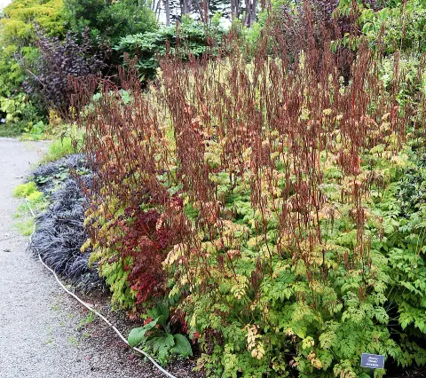 Tündérfürt / Aruncus 'Horatio'