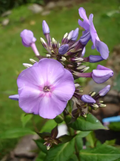 Bugás lángvirág / Phlox paniculata 'Blue Boy'