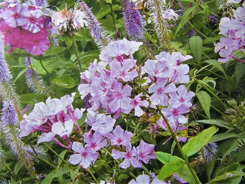 Bugás lángvirág / Phlox paniculata 'Bright Eyes'