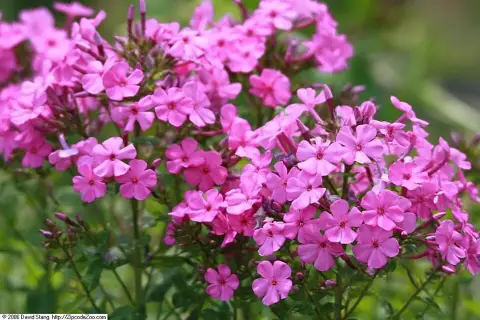Bugás lángvirág / Phlox paniculata 'David'   