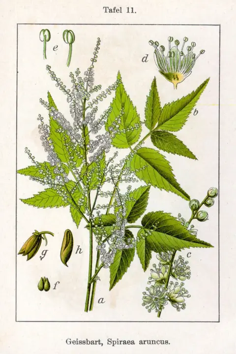 Erdei tündérfürt / Aruncus sylvester (syn. aethusifolius) 'Porzellan'