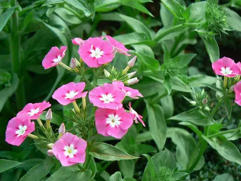 Bugás lángvirág / Phlox paniculata 'Laura'