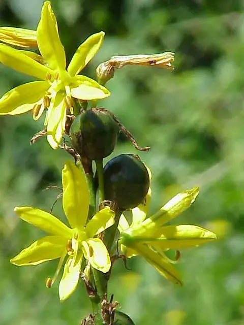 Sárga virágoszlop / Asphodeline lutea