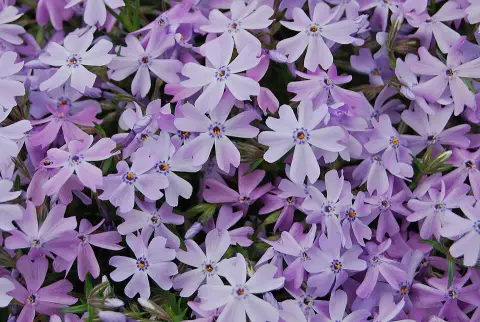 Árlevelű lángvirág / Phlox subulata FABULOUS 'Blue Violet'