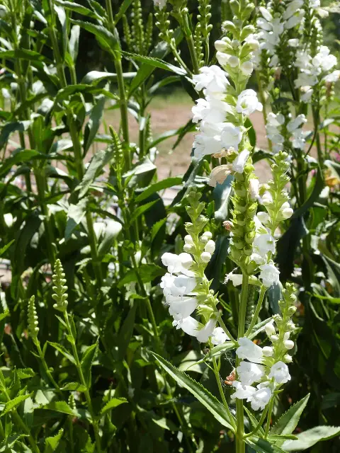 Virginiai füzérajak / Physostegia virginiana 'Crystal Peak White'