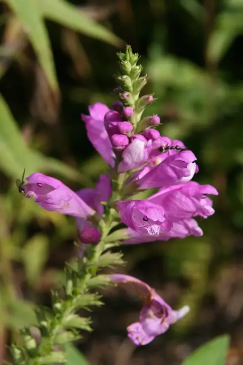Virginiai füzérajak / Physostegia virginiana 'Vivid'