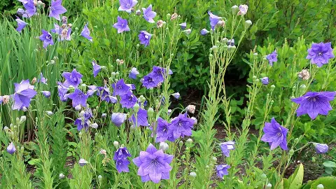 Léggömbvirág / Platycodon grandiflorus HAKONE 'Blue'