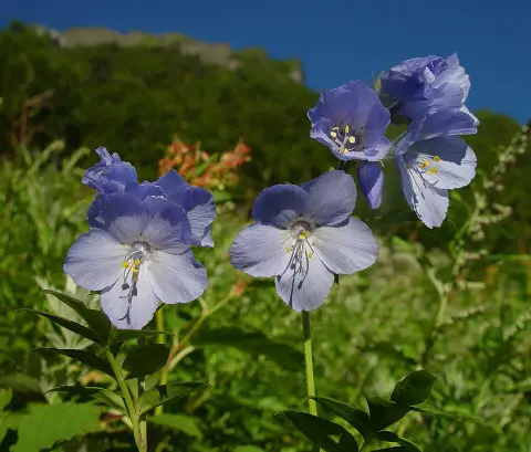 Csatavirág / Polemonium yezoense 'Kaleidoscope'