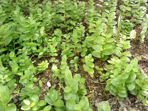 Törpe salamonpecsét / Polygonatum humile