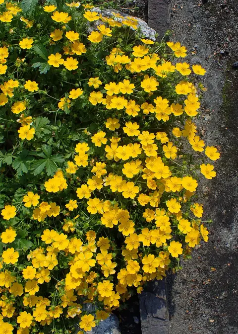 Havasi pimpó / Potentilla crantzii 'Goldrausch'